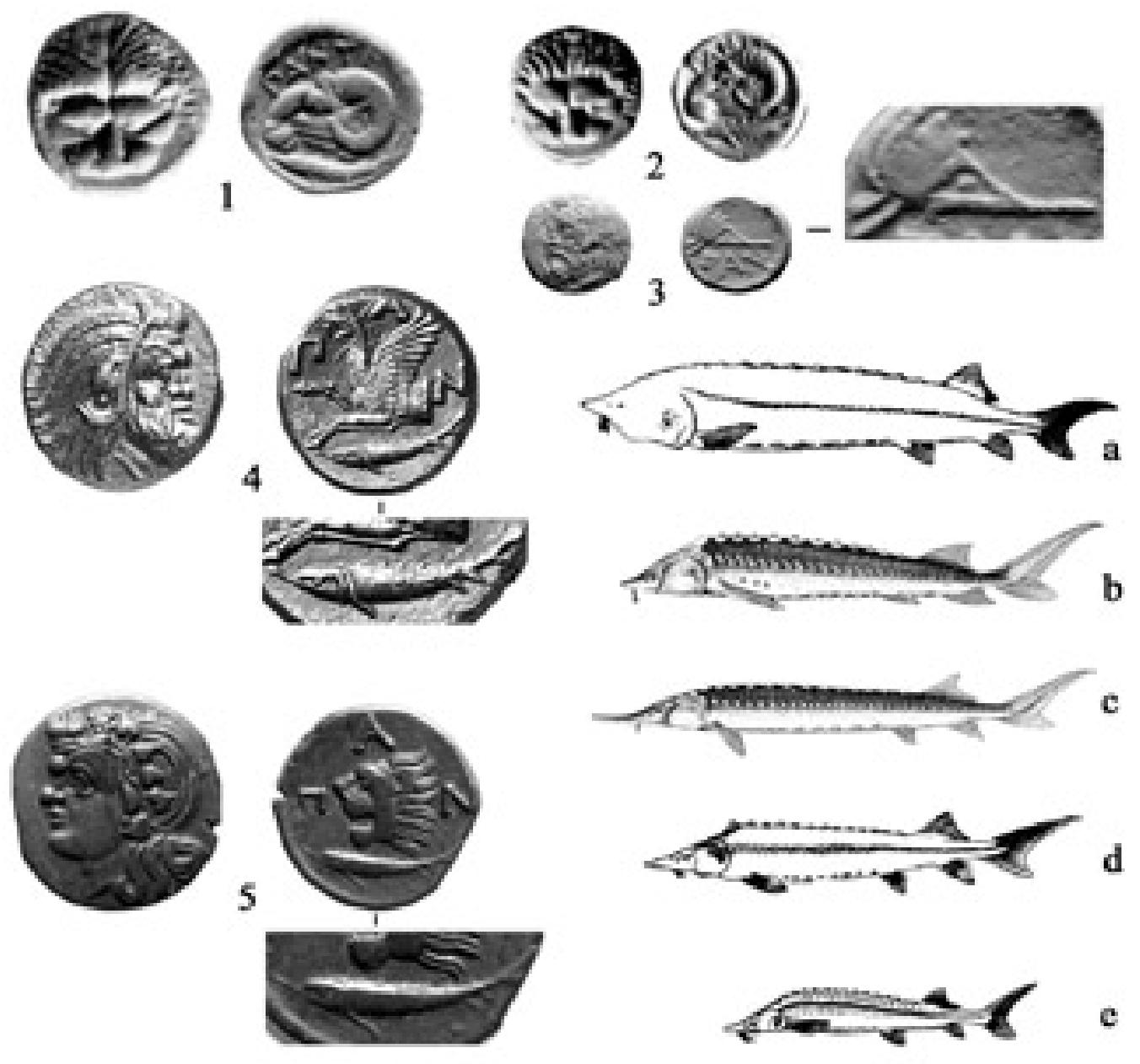Fig. 3. Coins of Pantikapaion. 1-2) AR; 3-5) AE. Sturgeon species: a) Beluga; b) Russian sturgeon; c) Starry sturgeon (sevryuga); d) Fringebarbel sturgeon; e) Sterlet. (1-2: after Anochin 1986, nos. 67-68; 3: Museum Narodowe Warsaw, inv.-No. 105512, after a cast; 4: Gorny & Mosch auction 118, lot No. 1150, photo courtesy of the Gorny & Mosch Giessener Miinzhandlung; 5: Danish National Museum, Collection of Coins and Medals, SNG Cop. 6.35, photo courtesy of the Museum.) 