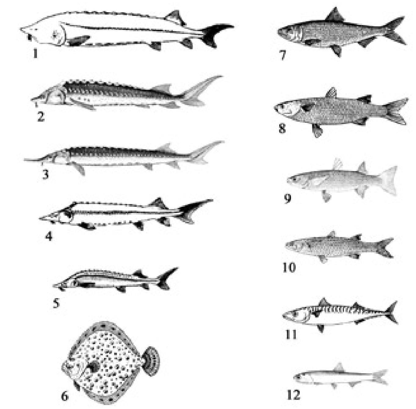 Fig. 6. Main Black Sea fish species of commercial importance. 1) Beluga, Huso huso;  2) Russian sturgeon, Acipenser gueldenstaedtii; 3) Starry sturgeon/ sevryuga, Acipenser stellatus; 4) Fringebarbel sturgeon, Acipenser nudiventris; 5) Sterlet, Acipenser ruthenus; 6) Turbot, Rhombus maeoticus; 7) Pontic shad, Alosa pontica; 8) Flathead mullet, Mugil cephalus; 9) Golden grey mullet, Liza aurata; 10) Leaping mullet, Liza saliens; 11) Atlantic mackerel, Scomber scombrus; 12) Black Sea anchovy, Engraulis encrasicolus.  (1, 4-8, 10-11: after http:/ /www.internevod.com/rus/academy /bio/opr; 2-3, 9,  12: after http://www.fishbase.org). 