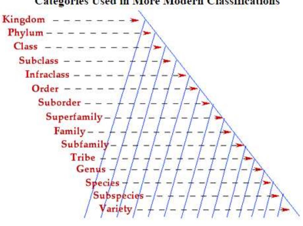Subclass Systematics (PDF) Taxonomy and Phylogeny: Animal Classification