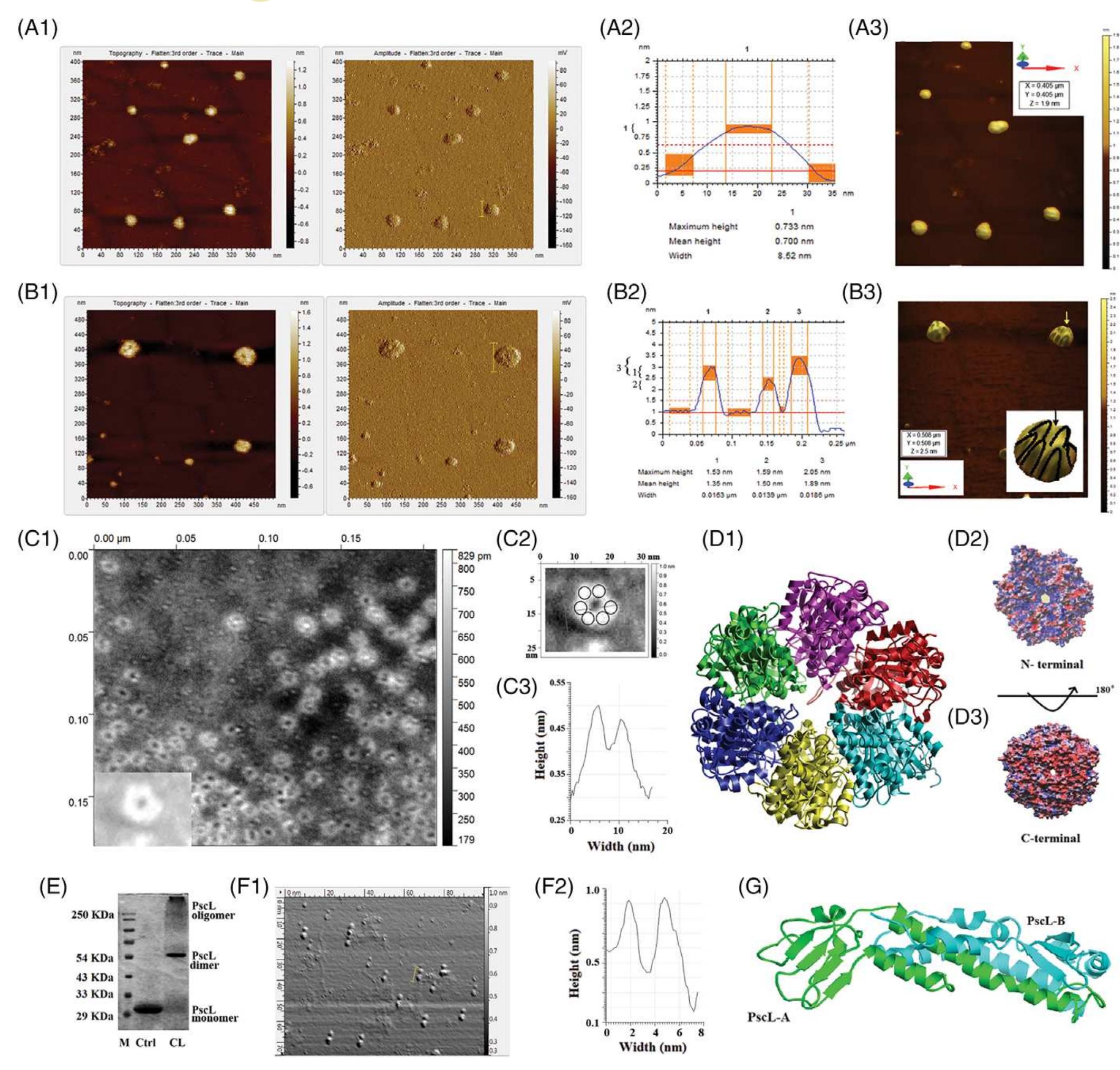 Visualization of the oligomeric forms of pscn and pscl. (a)