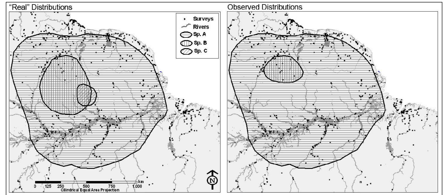 Figure 1 “Real” and observed distribution of three hypothetical species.  Typically, the range maps in bird guides (the ultimate source of the digital maps used here) are abstractions created by experts from localities where the species has been recorded (Brown ef ai 1996). The expert draws the distribution to include all the localities of occurrence, either in a continuous or discontinuous area, according to her or his knowledge of the species’ habitat requirements. Here I illustrate the procedure showing the “real” (unknown) and observed range (abstracted from collection localities) for three hypothetical species. Species A has a large range well covered by ornithological collections; species B has a medium sized range well covered in its northern portion only; and species C has a small range with no biological collection. With the current collection scenario, the observed range of species A is congruent with its “real” range, while the observed range of species B is incomplete, and the observed range of C is non-existent. Consequently, there is an artificial decrease in richness where there is no ornithological collection. 