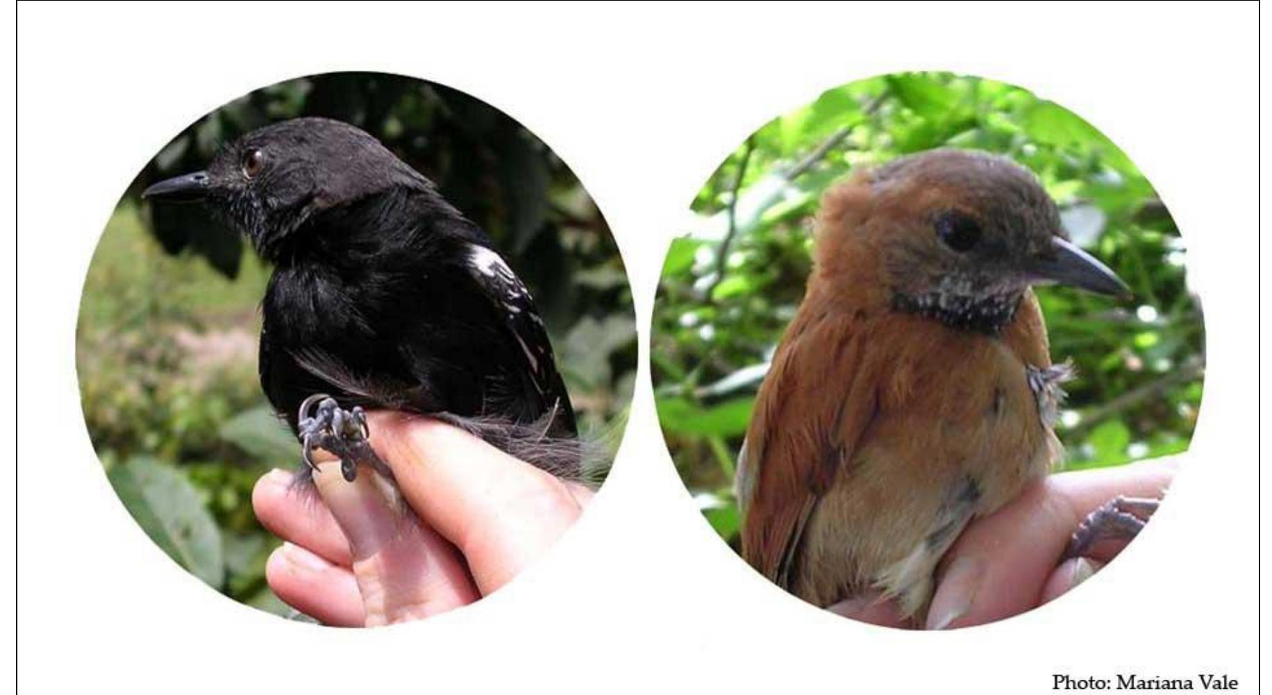 Figure 11 Rio Branco Antbird (Cercomacra carbonaria) and Hoary-throated Spinetail (Synallaxis Rollart).  The two endemic and threatened birds of Roraima, Brazil. LEFT: Rio Branco Antbird. RIGHT: Hoary-throated Spinetail. 