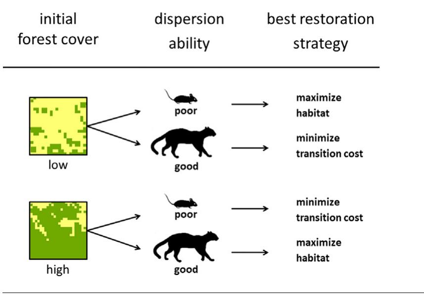 Different combinations of initial forest cover and dispersal ability require different restoration strategies to increase cost-effectiveness. Cost-effectiveness is calculated based on gain in habitat availability per cost. For species with good dispersal in high forest cover landscapes, focusing on minimizing transition cost is sufficient to achieve higher cost-effectiveness. This strategy aims at minimizing restoration cost incorporating the probability for natural regeneration. The most worrisome combination - species with poor dispersal in low forest cover - require a strategy focused on increasing habitat availabilty. Using this strategy achieves higher habitat availability earlier than alternative strategies and for low additional cost, even under sever spatial constraints. Performing spatial planning in restoration achieved up to 12 times higher habitat availability and saved up to 4.5 million USD compared to random restoration, most com- monly done in real world scenarios due to a lack of spatial planning at the landscape scale.  Forest loss is mainly due to the conversion of forest to agriculture, mostly in private lands. Forest restora- tion is a global priority, yet restoration targets are ambitious and budget-limited. Therefore, assessing the outcome of alternative decisions on land-use within private lands is paramount to perform cost-effective restoration. We present a novel framework that incorporates spatial planning for forest restoration 