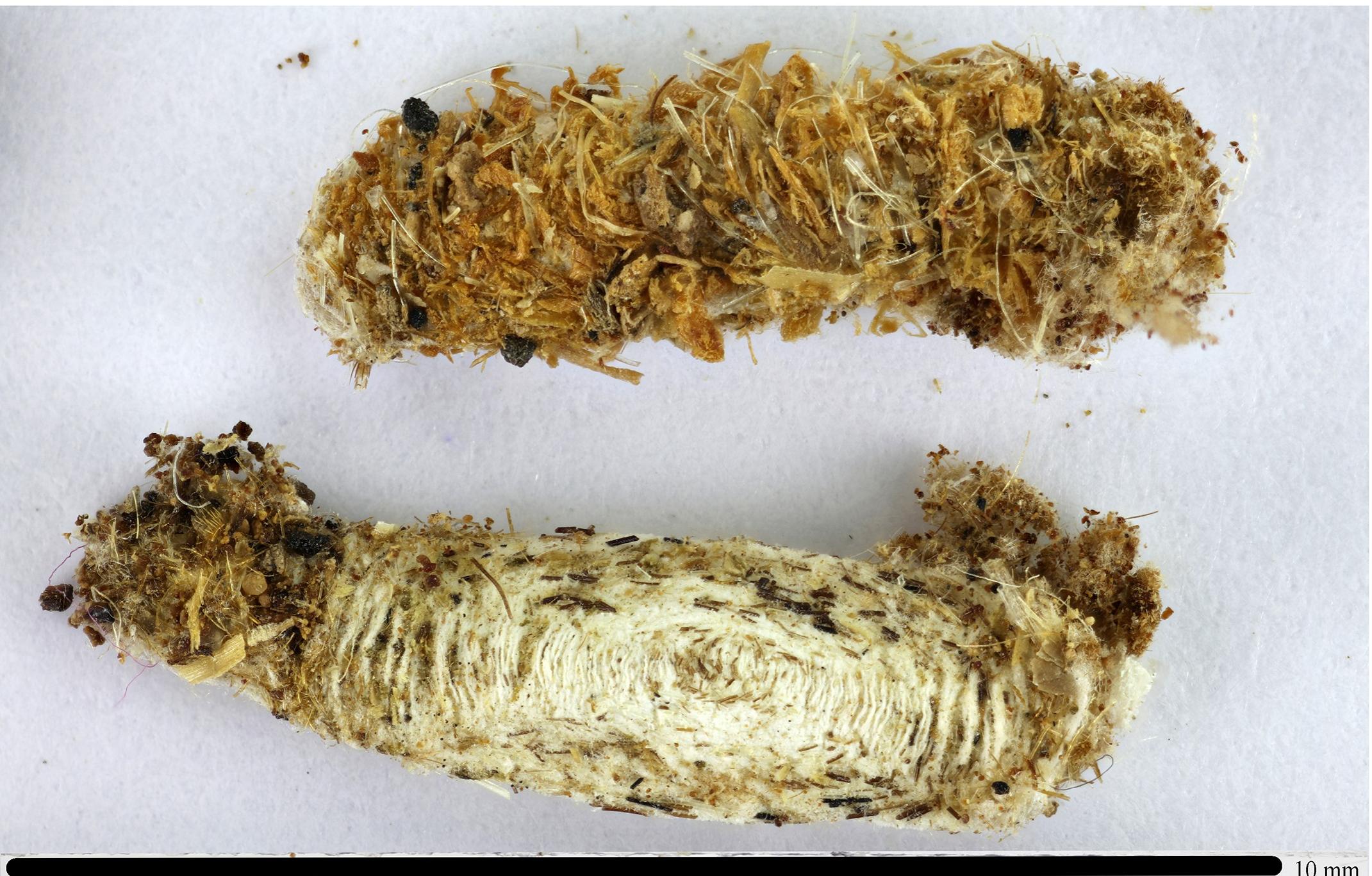 Mummy Insect (PDF) Multidisciplinary investigation of two Egyptian child mummies ...