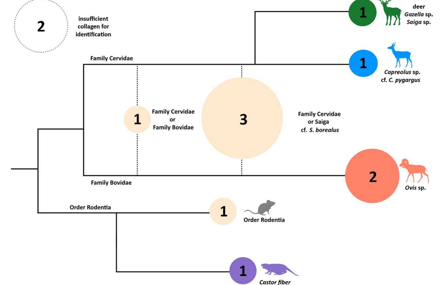 Figure 3. Zooarchaeology by Mass Spectrometry (ZooMS) taxonomic identifications overlain on a schematic of a cladogram for bone remains from Bagsagiin Bulan. Specimens with conclusive markers are shown in colot (blue, red, green, purple), while those with missing markers are shown in tan according to the greatest possible level of taxonomic specificity. Circles have been scaled to size according to quantity of identified specimens in each category and inset numbers refer to the number of specimens identified. Dotted circle in top left shows specimens with insufficient collagen for analysis. 