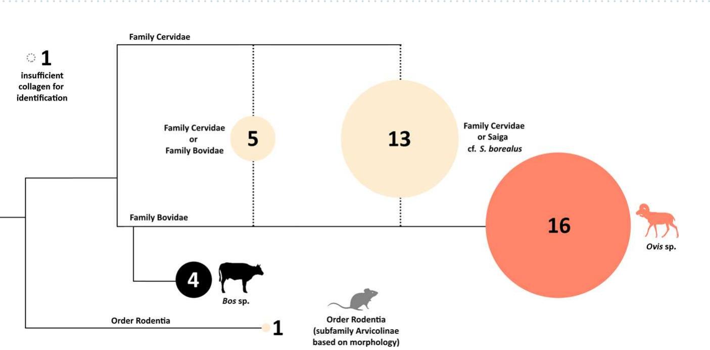 Figure 6. Zooarchaeology by Mass Spectrometry (ZooMS) taxonomic identifications overlain on a schematic of a cladogram for bone remains from Tsagaan Asga. Specimens with conclusive markers are shown in color (blue, red, and black), while those with missing markers are shown in tan according to the greatest possible level of taxonomic specificity. Circles have been scaled to size according to quantity of identified specimens in each category. The unknown rodent was identified based on morphology to the subfamily of Arvicolinae (voles, lemmings, and muskrats). Dotted circle in top left shows specimens with insufficient collagen for analysis. 