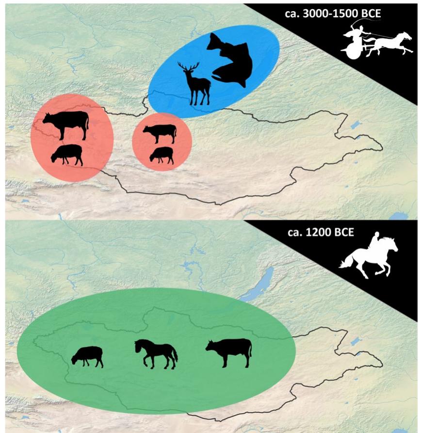 Figure 9. Idealized model for the impact of horse transport on pastoral lifeways in Mongolia during the late Bronze Age. Blue denotes hunting and gathering subsistence, red denotes low-mobility pastoral subsistence, and green denotes horse-based, high mobility pastoral subsistence. The top figure shows the clustering of pastoral lifeways in montane regions of western and central Mongolia during early and middle Bronze Age, and the bottom figure shows the widespread geographic distribution of Late Bronze Age and Early Iron Age pastoral sites, concurrent with both early evidence for horseback riding as well as increased economic exploitation of horses. 
