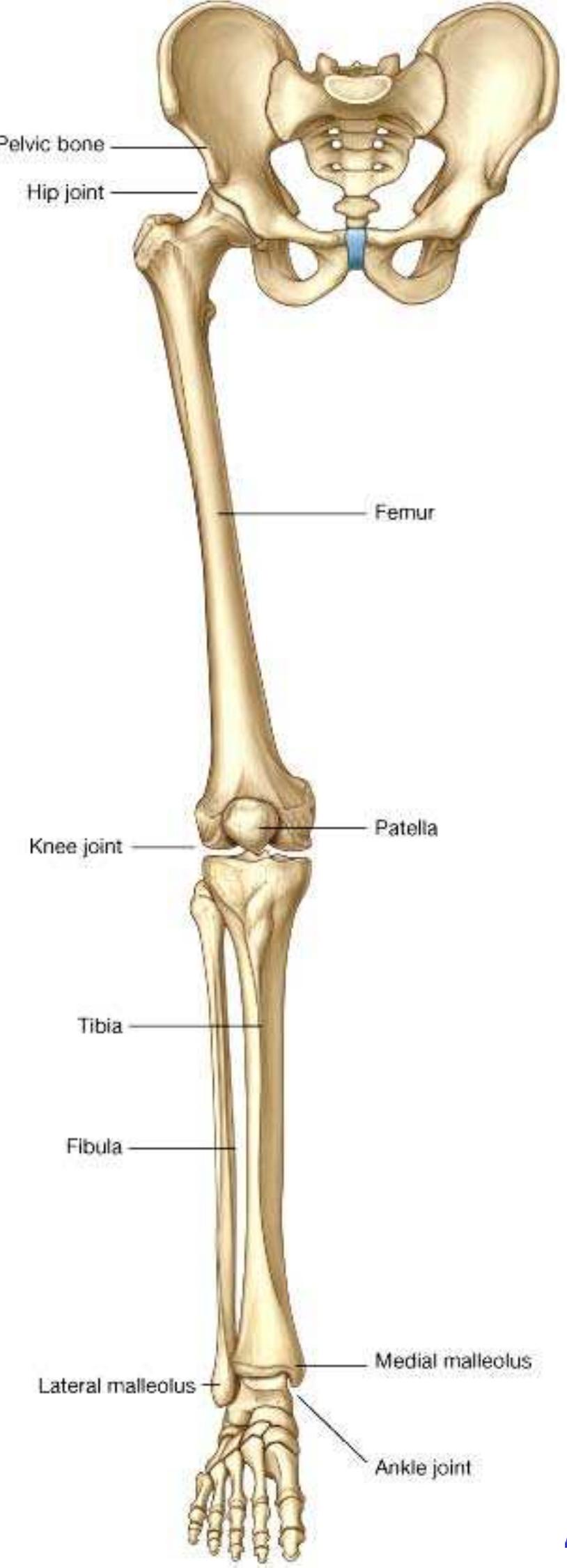 Decoding hip joint anatomy on radiographs and magnetic resonance imaging -  Indian Journal of Musculoskeletal Radiology (IJMSR), image size:814x2250