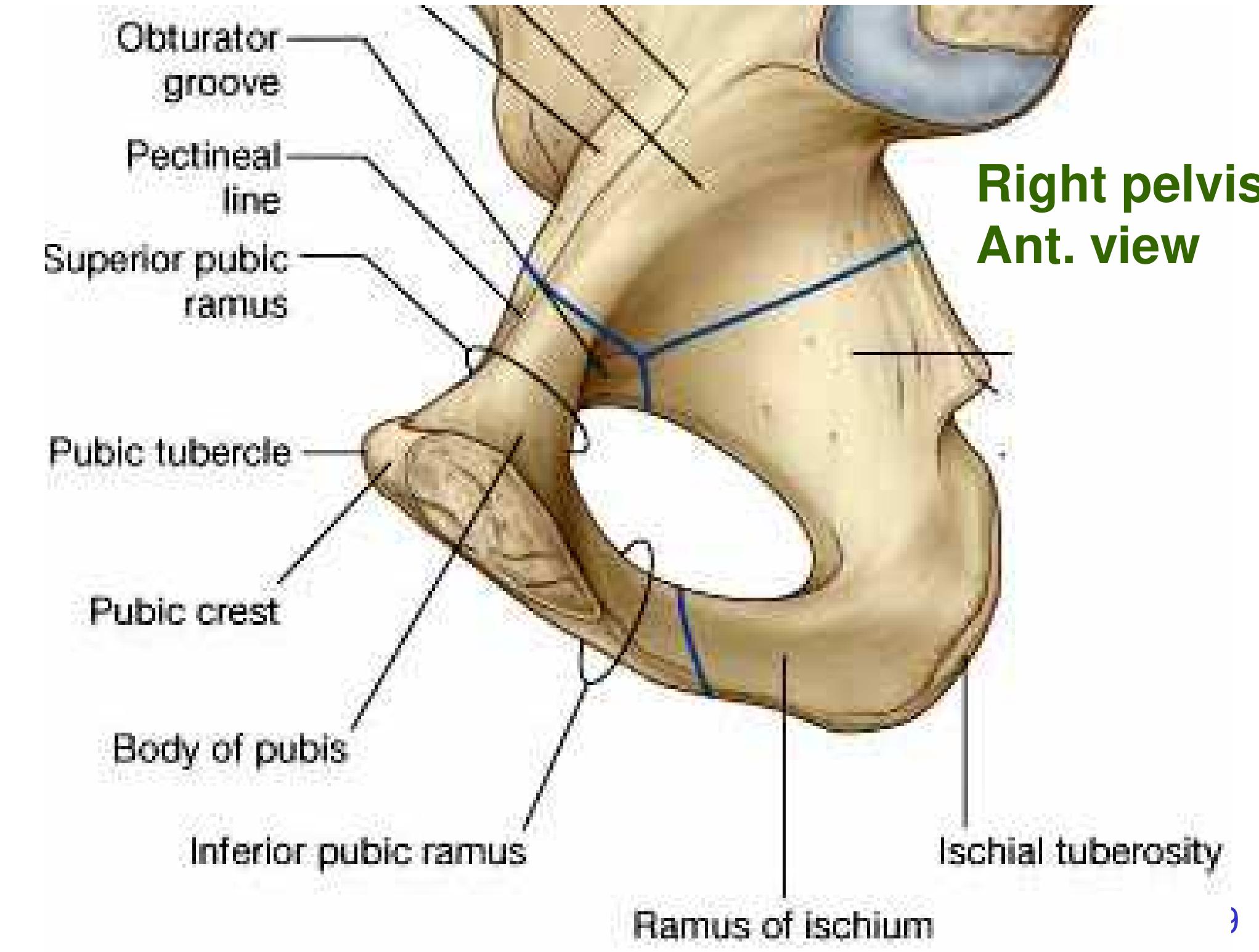 Quadrilateral plate fractures of the acetabulum: Classification, approach,  implant therapy and related research progress, image size:2043x1545