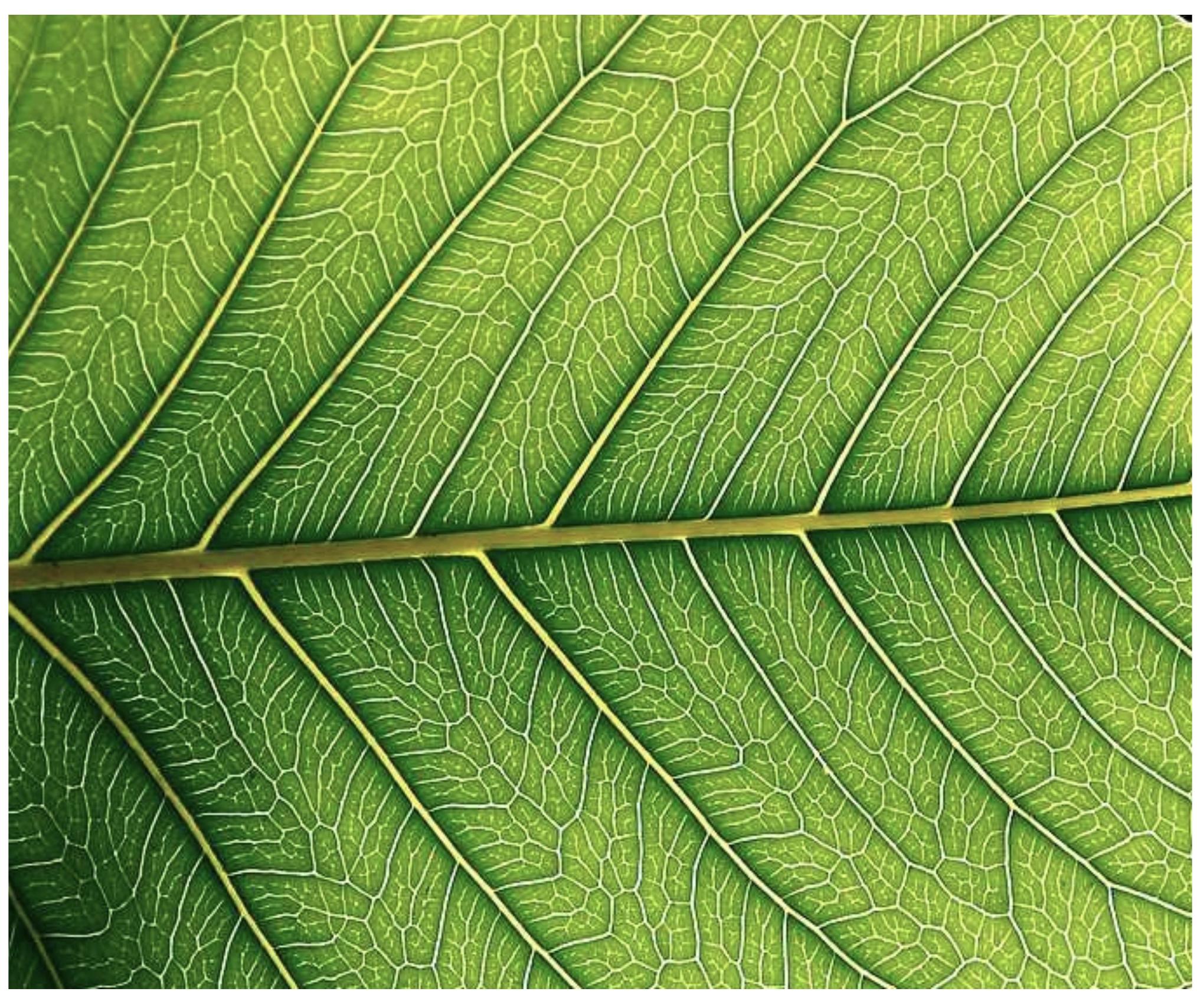 Patterns of Nature. (photo Steve Hart 2010) 