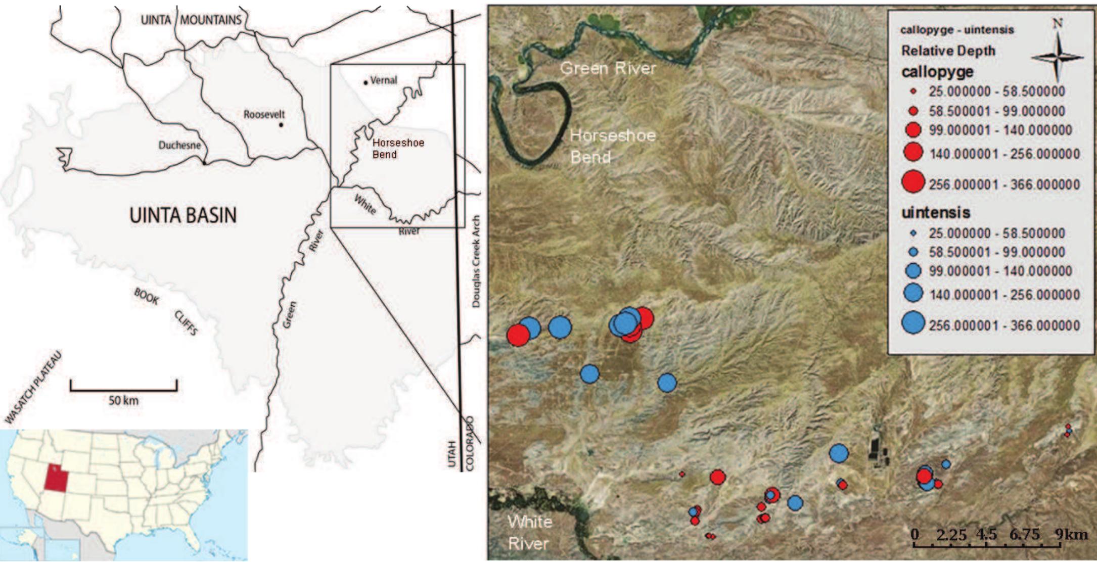 Figure 3. Maps at left showing the location of Utah (inset, Utah shaded red) and the Uinta Basin study site (rectangle). Google map at right showing the spatial relationships of identified Uintan Echmatemys callopyge and E. uintensis fossil specimens generated in ArcGIS. Symbols represent natural breaks in the data for each species, and are scaled proportional to their stratigraphic meter level. There is no significant difference in the geographic or stratigraphic distributions of these species. 