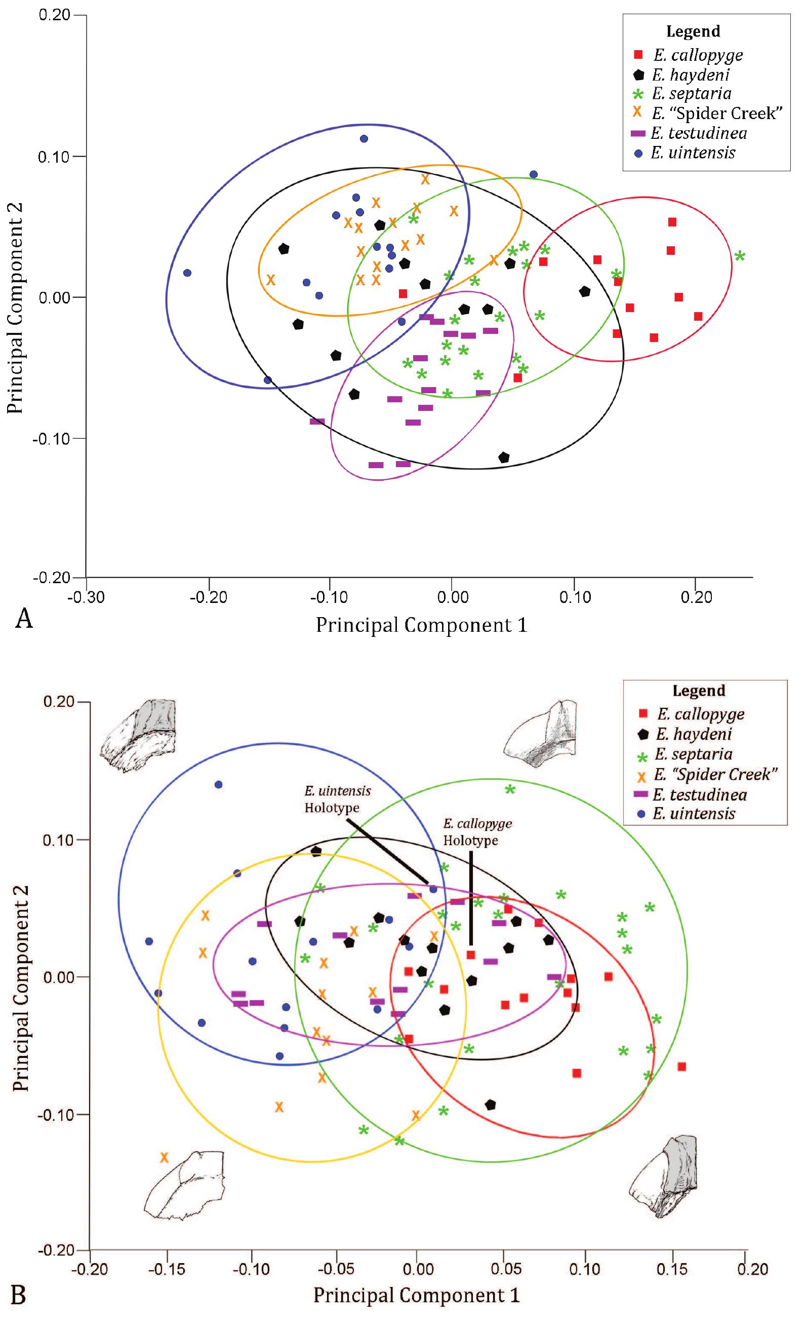 Figure 5. Principal components plots from geometric morphometric analyses of 2D epiplastral shape data. A. Dorsal epiplastral shape: PC1 (49.3% variance) versus PC2 (16.7% variance). B. Ventral epiplastral shape: PC 1 (47.7% variance) versus PC2 (20.8%) variance. 