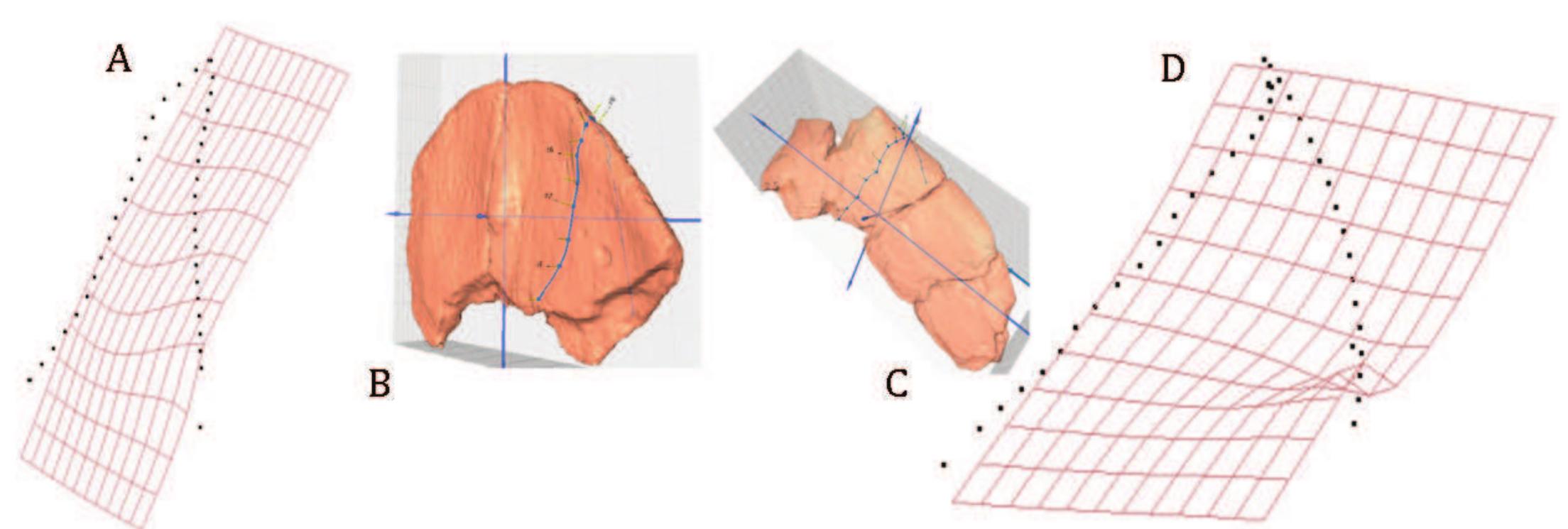 Figure 7. Results of sliding semilandmark process from 3D data, and specimens warped along Principal Component 1 (PC1). A. Thin plate spline deformation grid showing transformation of Echmatemys callopyge mean type along PC1. B. 3D image of Ech- matemys callopyge showing the positions of landmarks along the curve indicated in A, specimen no.UNMN.VP.27621. C. 3D image of Echmatemys uintensis showing the positions of landmarks along the curve indicated in D, UMNH.VP.27429. D. Thin plate spline deformation grid showing transformation of E. uintensis mean type along PC1.  fi Se ee ae Mee Sy eee Se oe ee eee ee He 2 oF  The Procrustes ANOVA revealed highly significant dif- ferences between species in the shape of the epiplastron 