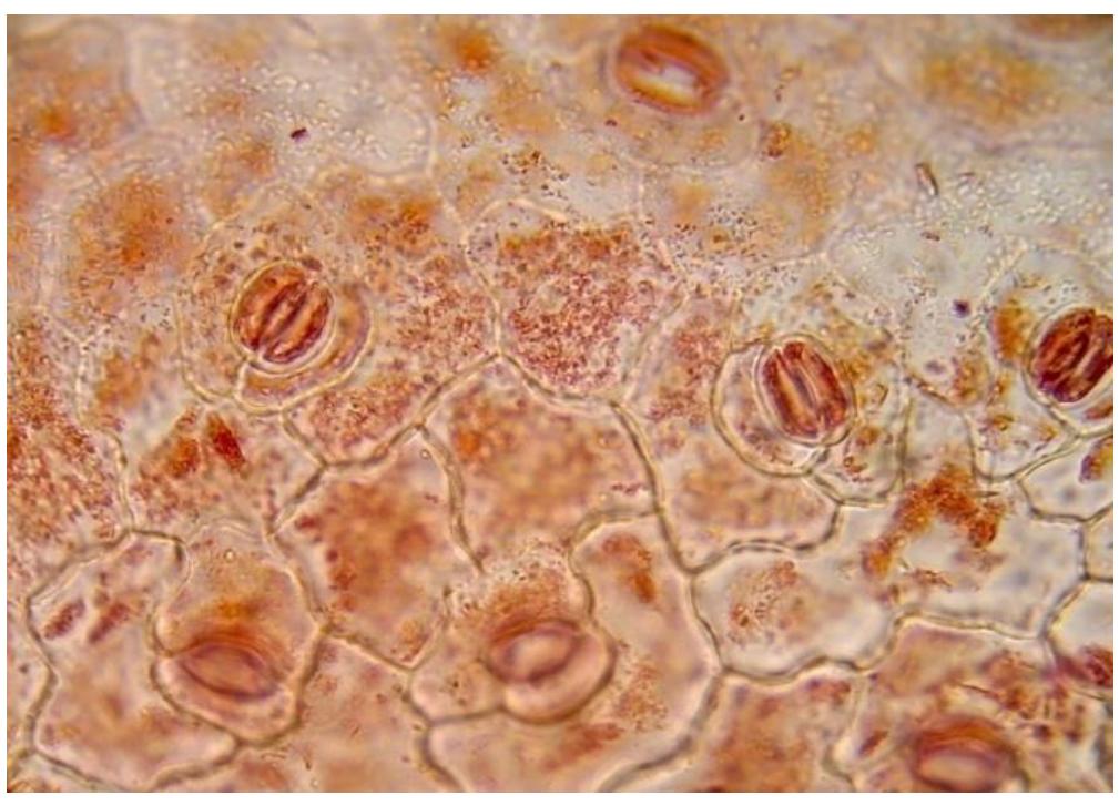 Adaxial epidermis cells are irregular some times elongated