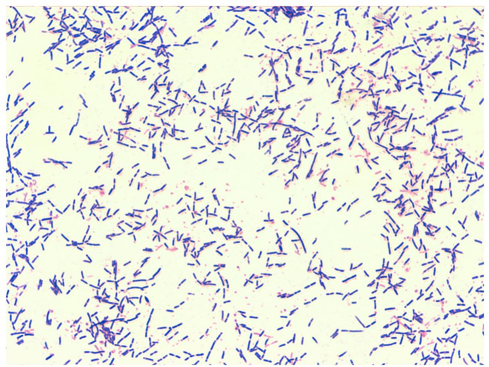 Figure 65 - from Standard methods for Apis mellifera beeswax