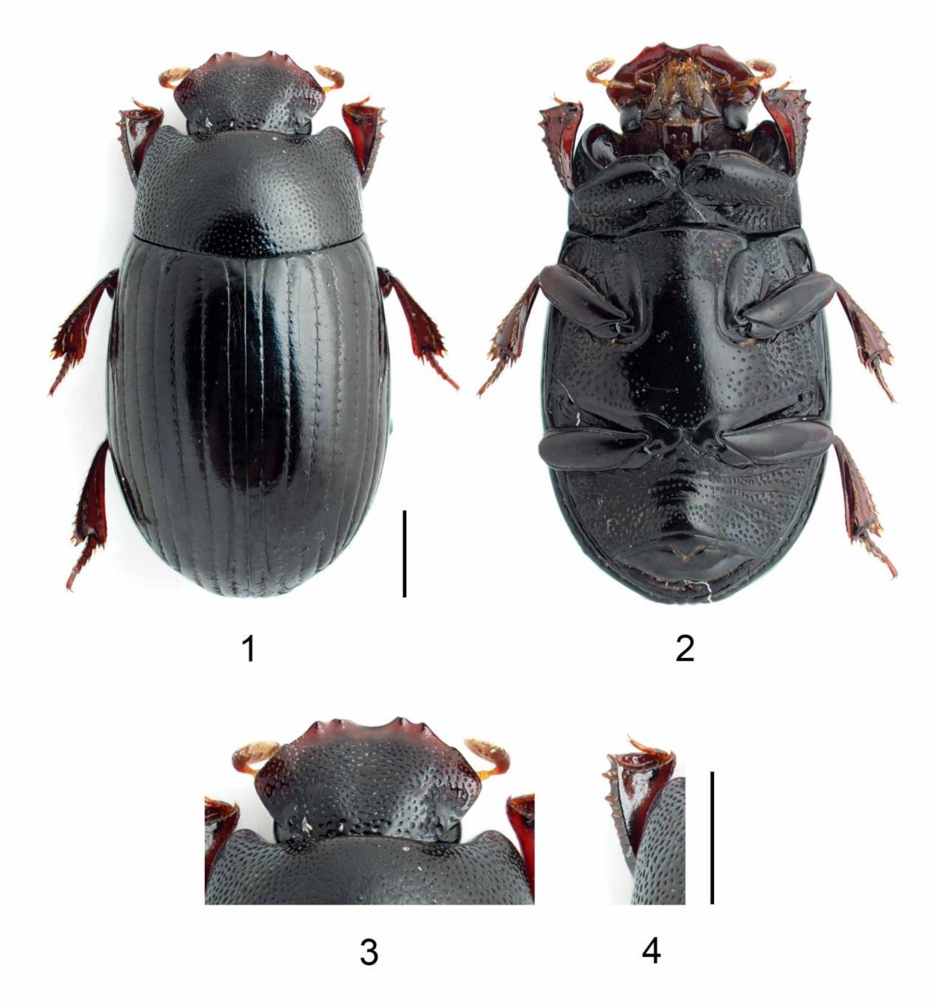 Protibia Ant (PDF) 臺灣研蟲誌第五卷第一期 Taiwanese Journal of Entomological Studies 5(1)