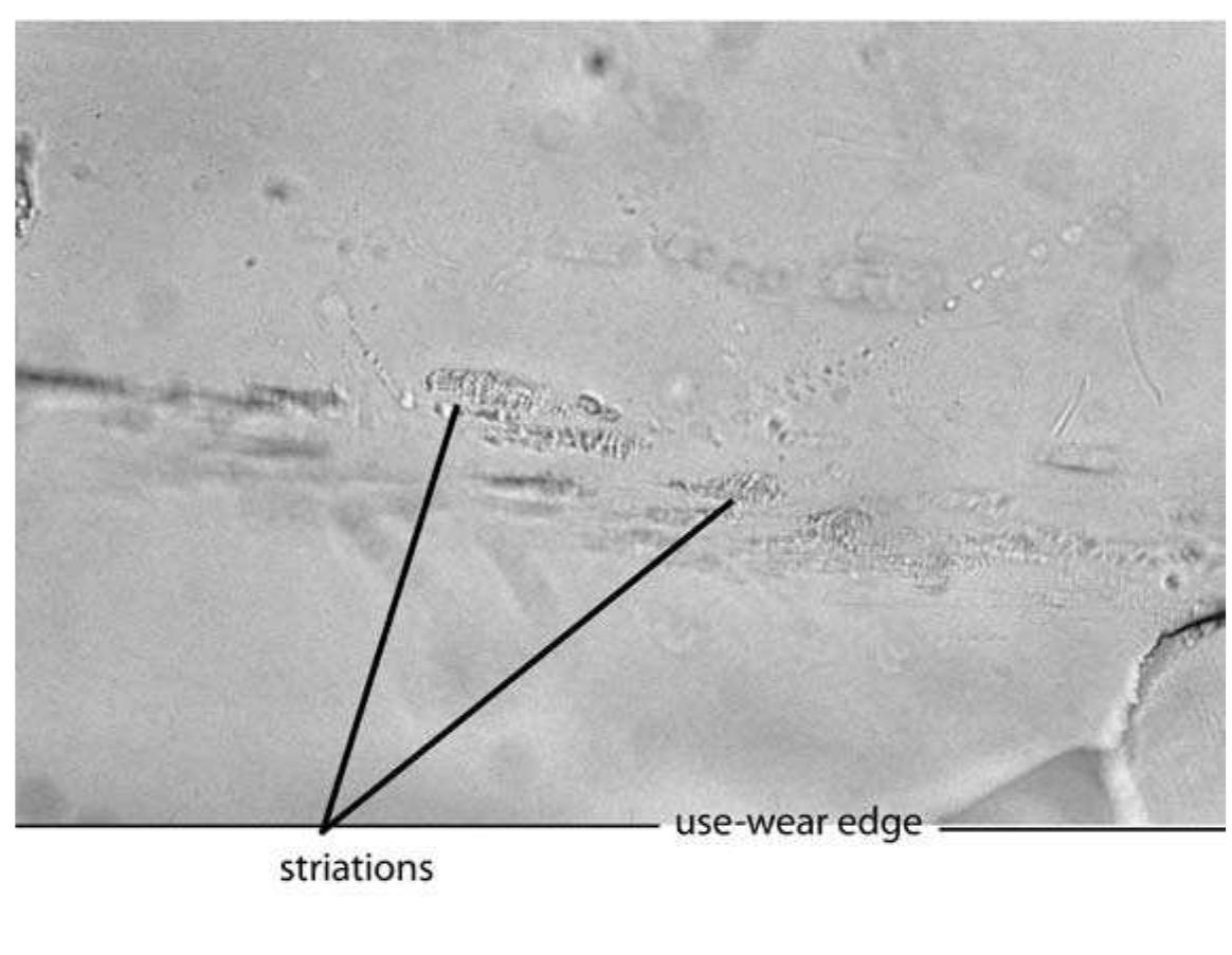 Figure 5.5. A series of parallel striations formed on a flake of heat treated obsidian used  for sawing bone. 