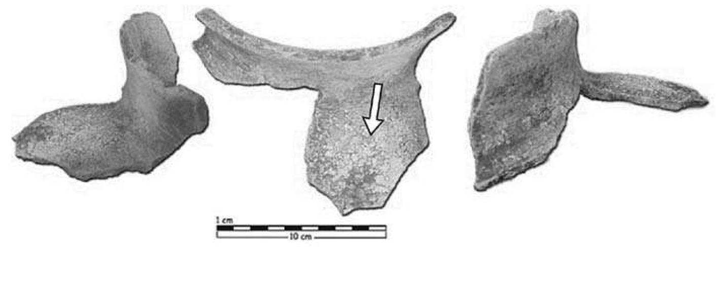 Figure 8.2. Example of a ceramic potstand with an arrow indicating the clay ‘globules’ on the exterior surface (Photograph by Dr. David Small 2003). 