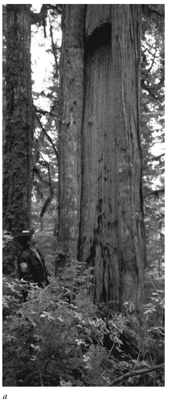 Figure 12.1. Types of culturally modified trees. a. large standing red cedar plank tree near Weewanee Hotsprings, Douglas Channel, B.C. (Haisla). Photographed August 1997. b. rectangular red cedar bark stripping scar, coastal forest, (Haisla) Douglas Channel, B.C. Photographed August 1997. c. triangular bark stripping scar on red cedar, (Gitksan) near Hazelton B.C. Photographed 1987. d. dendroglyph on western hemlock tree, Upper Skeena River. Photographed 1995 by Darlene Vegh. 