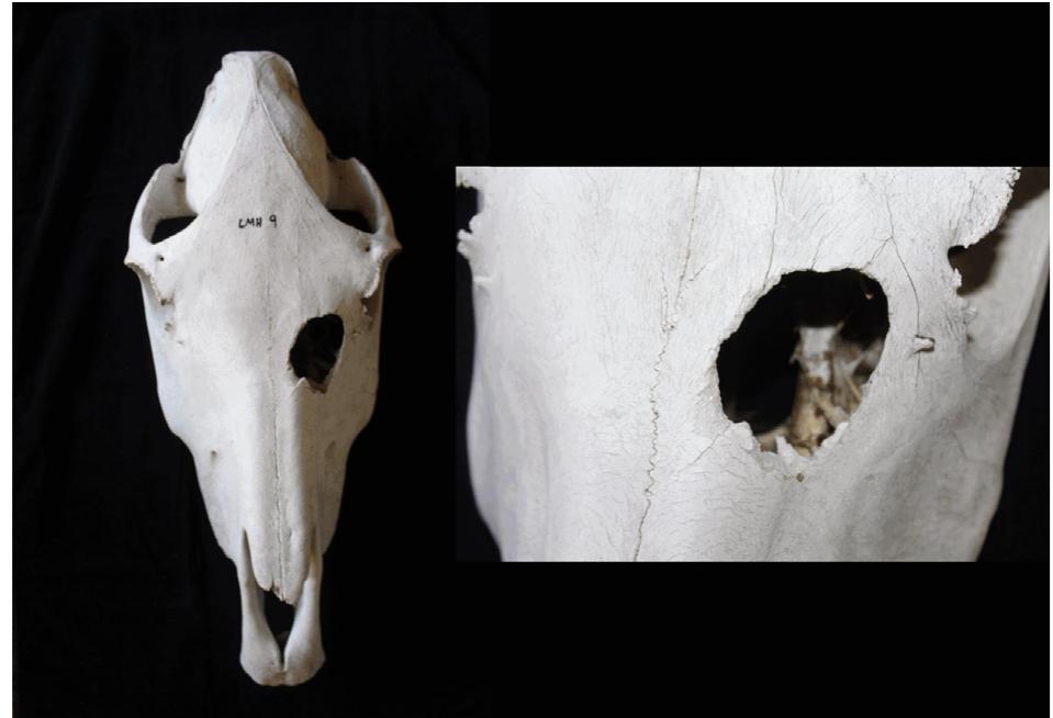 Fig. 1. A contemporary horse skull from Bayankhongor in central Mongolia, who was slaughtered by an axe strike to the frontal/nasal region. The impact leaves a large, irregular but pseudo-circular fracture. 