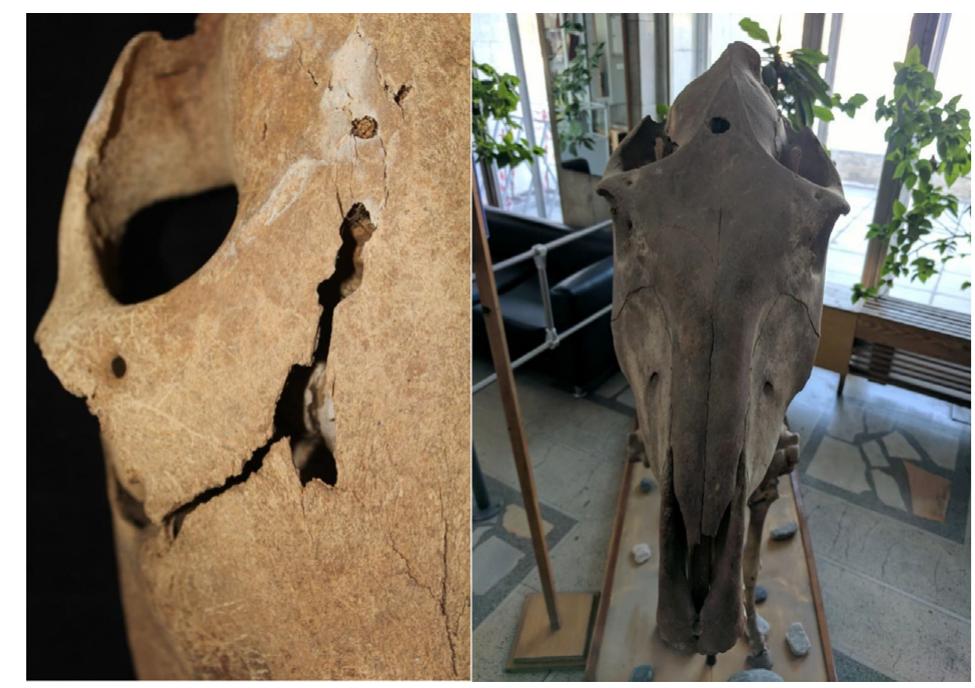 Fig. 4. Horse burial from Khushuutiin Gol deer stone, Feature 3 (left), and from unspecified Pazyryk horse burial in the collections at the Institute for Archaeology and Ethnography at the Russian Academy of Sciences — Siberian Branch, Novosibirsk, Russia. Images show narrow punctures suggestive of the use of a small pointed pick or axe.  Fig. 3. Recovered elements from horse burials in the analyzed sample (pink). Unrecovered elements indicated in white. Horse image modified from ArcheoZoo.org/Michel Coutureau (Inrap), en collaboration avec Vianney Forest D’aprés: Barone (Robert). - Anatomie comparée des mammiféres domestiques, Tome I: Ostéologie — atlas. Paris: Vigot, 1976, pl. 6 (p. 21). 