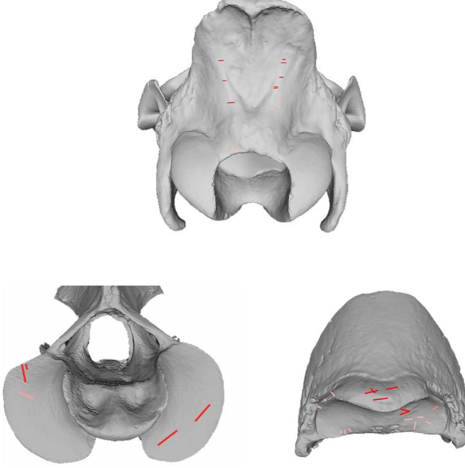 Fig. 6. Cut marks related to disarticulation, including the caudal surface of the cranium (above), cranial articular surface of the C1 (lower left), and the proximal articular surface of the distal phalanges (lower right). 