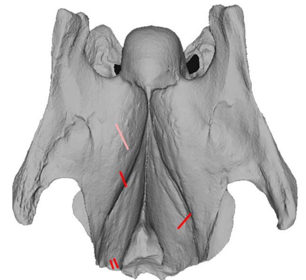 Fig. 8. Dorsal view of the fourth cervical vertebra, showing aggregate cut marks in the analyzed sample likely related to meat removal.  Fig. 7. Cranial and mandibular (interior) cut marks found in the sample, including those likely related to tongue removal and fileting of muscle tissue (Olsen, 2003) 