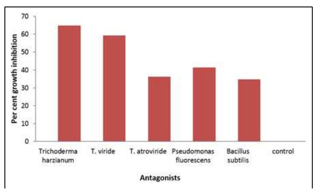 Effect of antagonist on mycelial growth of r. solani several