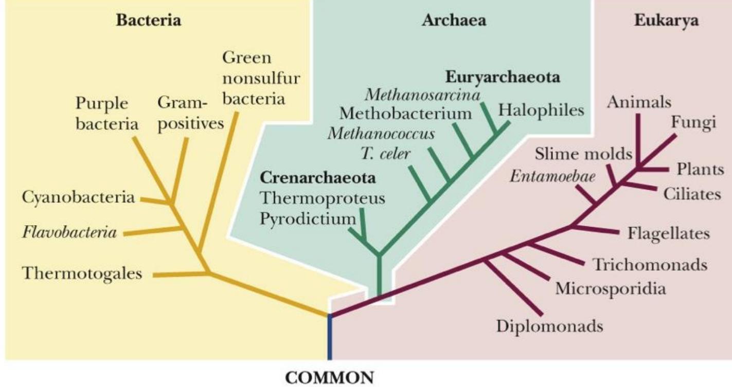 (PDF) Archaea Morphology, Physiology ,Biochemistry and Applications