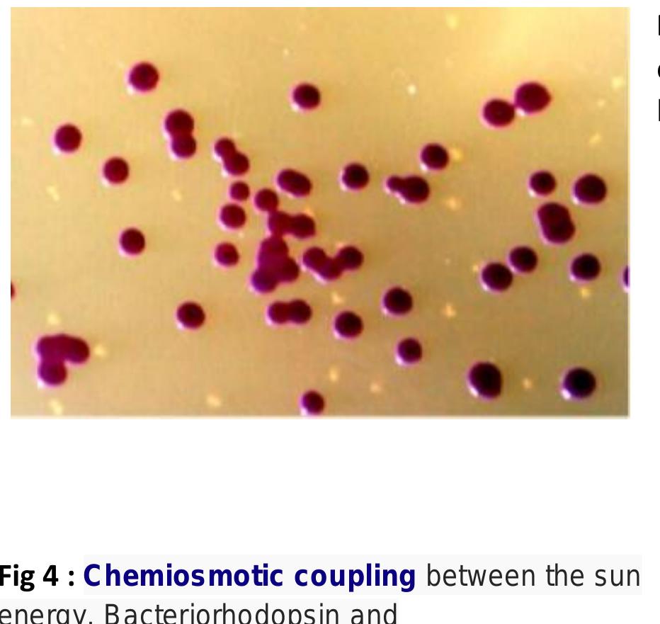 (PDF) Archaea Morphology, Physiology ,Biochemistry and Applications