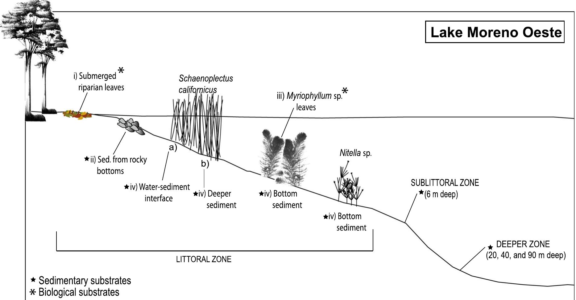Fig. 2. Diagram of the zones (littoral, sublittoral, and deeper) in Lake Moreno Oeste, and detail of the different substrates (biologica and sedimentary) in the littoral zone  Suarez, 2000 (7.1%), followed by Apsectrotanypus Fittkau, 1962 sp. (6.6%), Apedilum griseistriatum (Edwards) (Donato et al., 2015) (4.2%), Polypedilum Kieffer sp.1 (3.8%), Chironomus Meigen sp. (3.8%), Tanytarsus patagonicus (Reiss, 1972) (3.5%), Abla- besmyia Johannsen sp. (3.5%), Dicrotendipes Kieffer sp.2 (3.1%), Polypedilum sp.2 (3%), Parachironomus Lenz sp. (2.7%), Alotanypus vittigera (Edwards) (Siri et al., 2011) (2.6%), Dicrotendipes embalsensis Paggi, 1978 (1.9%) and Dicrotendipes sp.1 (1.5%) (Table 2). Other taxa presented a relative abundance lower than 1%, such as Tanytarsus van der Wulp, 1874 sp. (0.8%), Paracladopelma Harnisch sp. (0.7%), Crico- topus van der Wulp sp. (0.6%), Djalmabatista sp.2 (0.3%), Limnophyes Eaton, 1875 sp. (0.3%), Tanypo- dinae ind. 1 (0.2%), Monodiamesa Kieffer, 1922 sp. (0.2%) and Dicrotendipes sp.3 (0.1%). Representative images of the most abundant taxa are shown in Fig. 4.  Sediment at 20 m depth showed the highest abun- dance (326 ind./m7) in autumn and the lowest (74 ind./ m’) in summer (Table 3); and richness recorded relatively stable values (between 3 and 5) along the sampling period. No chironomid larvae were observed at 40 and 90 m depth along the entire sampling period. Chironomid diversity was high in the littoral zone, with the highest values of H’ at the bottom sediment of Myriophyllum sp. during autumn and winter (0.72 and 0.64, respectively). In the sublittoral zone, a remark- ably high H’ (0.81) was registered during spring, and the lowest values were recorded during autumn and winter (0.23 and 0.14, respectively) (Table 3). Sedi- ments at 20 m depth recorded relatively constant diversity (0.41—0.46) along the sampling period, with the highest value (0.63) recorded in winter.  