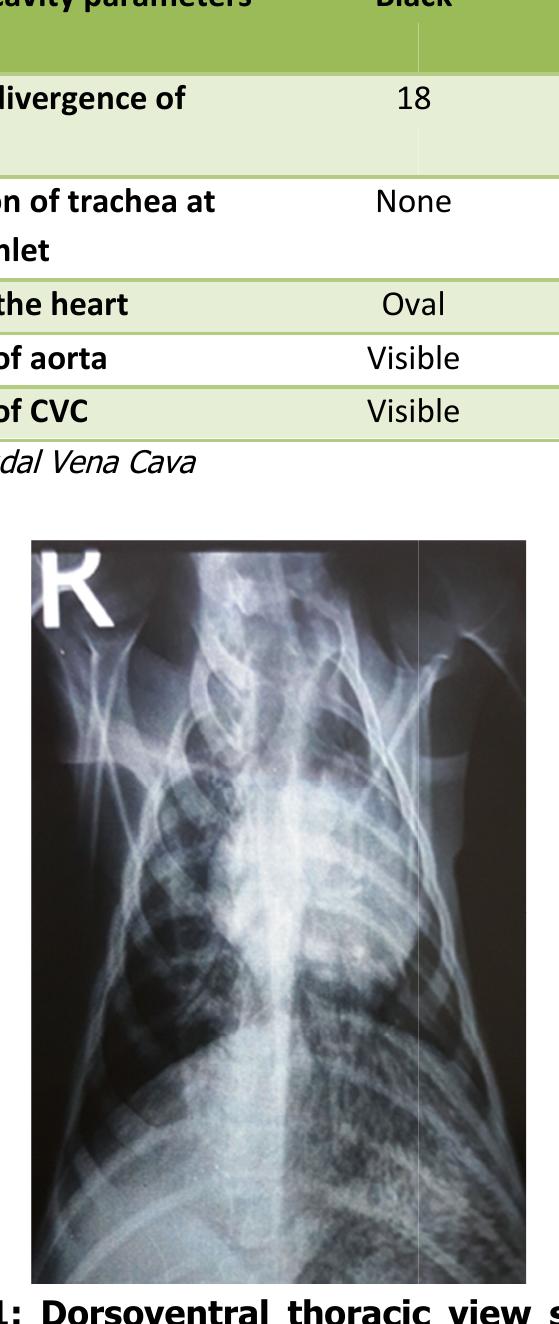 (PDF) THORACIC RADIOGRAPHIC ANATOMY AS A DIAGNOSTIC TOOL FOR PNEUMONIA ...