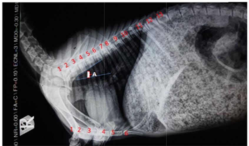 (PDF) THORACIC RADIOGRAPHIC ANATOMY AS A DIAGNOSTIC TOOL FOR PNEUMONIA ...