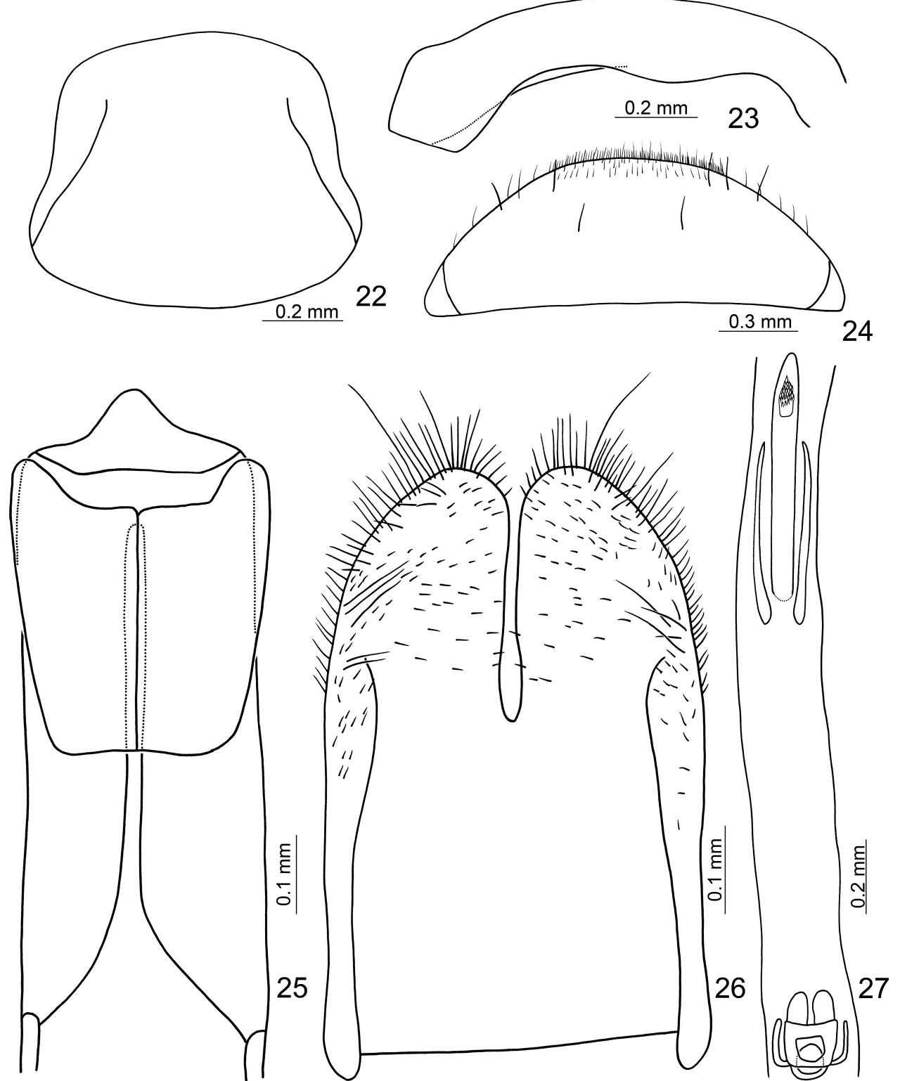 Protibia Ant S. 22-27. diagnostic characters of n. durelii. (22) eighth