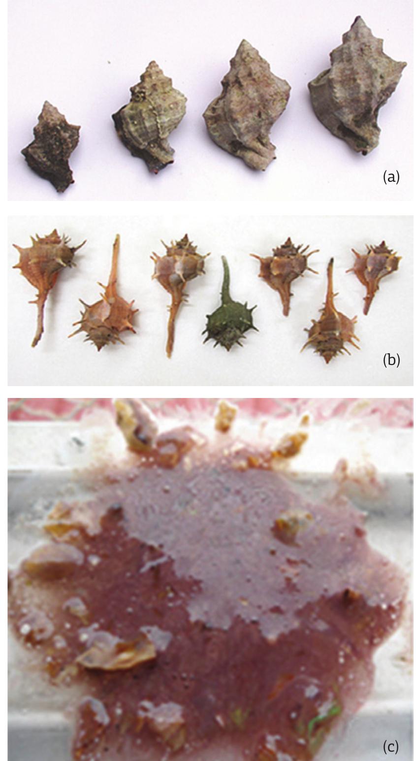 (PDF) Shellfish purple and gold threads from a Late Antique tomb ...