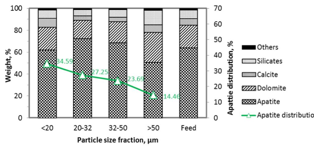 Fig. 5. Mineral composition of the feed sample and its four size classes as determined with MLA.  Since the free surface of apatite and dolomite gangue minerals are substantially high, it is technically feasible to achieve a reasonable degree of separation efficiency by optimization of reagent regime and hydrodynamic conditions in the flotation of fine particles. On 