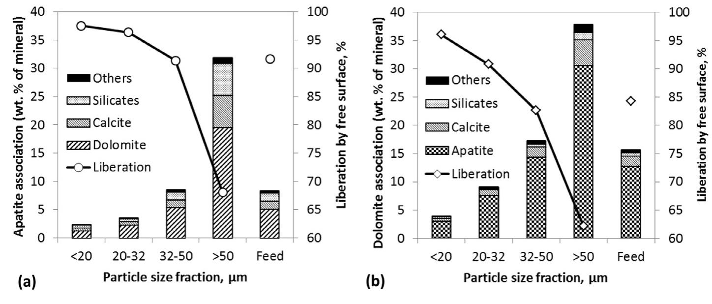 Fig. 6. Association of a) Apatite and b) Dolomite with other minerals (mineral association = Te See x 100) 
