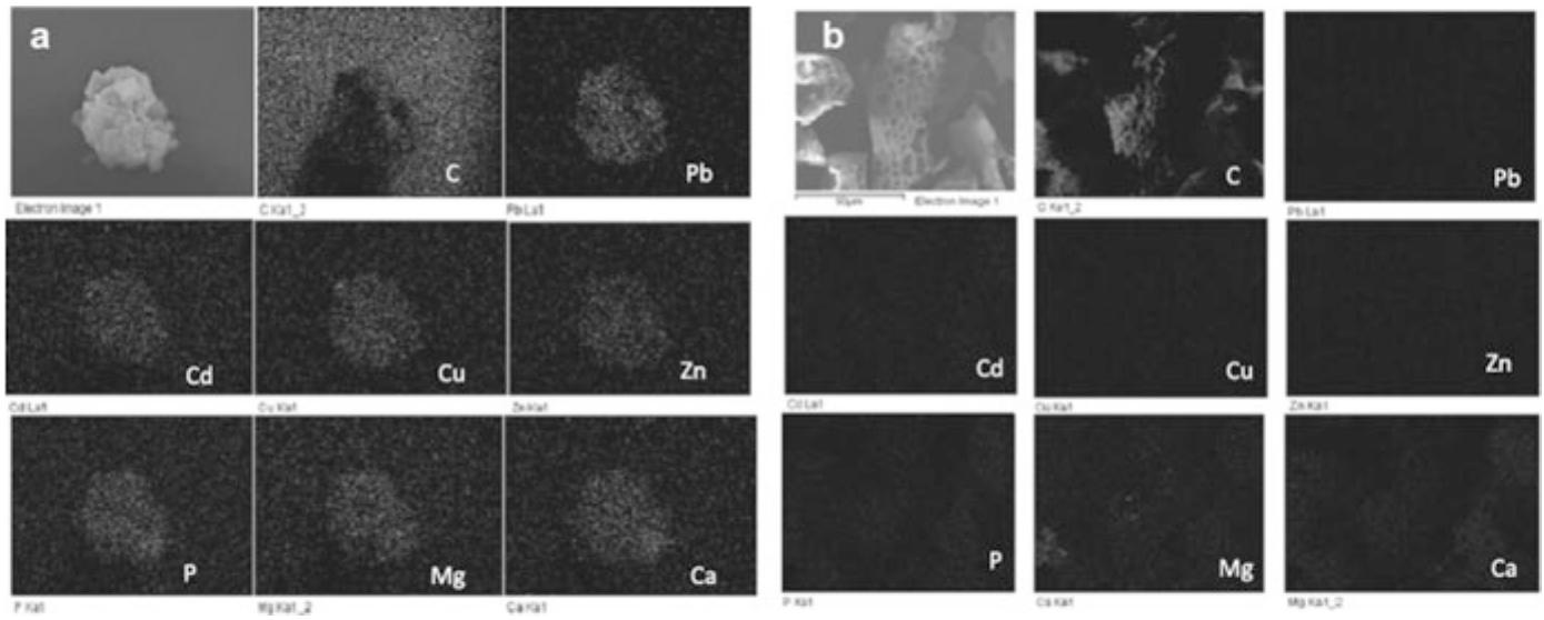 Sem Photographs With Elemental Dot Maps Of a Dairy Manure sem-photographs-with-elemental-dot-maps-of-a-dairy-manure