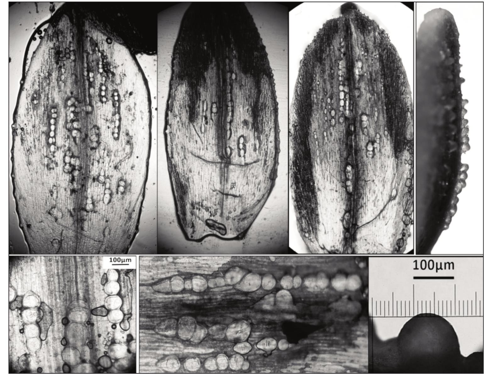 Subsected (PDF) A Revision of Allium subsect Allium Maltese Islands (Mifsud ...