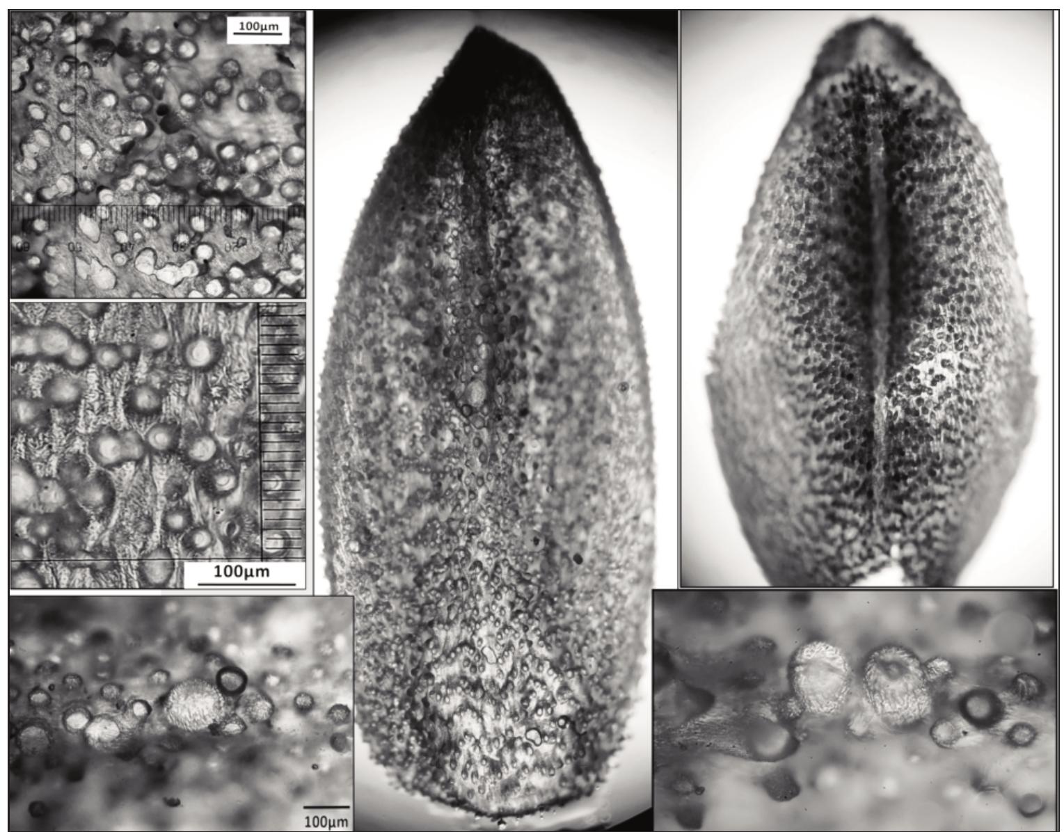 Subsected (PDF) A Revision of Allium subsect Allium Maltese Islands (Mifsud ...