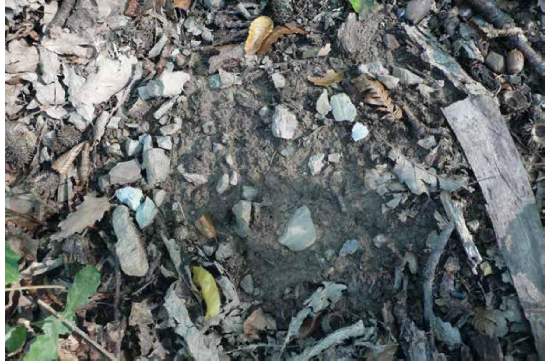 Fig. 66 Radiolarite artefacts at site LTG 15, a potential pre-Neolithic quarrying locale (photo: O. Schmitsberger)  O. Schmitsberger continued the successful geo-archaeological surveys in the area of the Lainzer Tiergarten from recent years throughout the year 2019 in cooperation with Martin Pent (Stad- tarchdologie Wien) in order to fill gaps in the already impressive map of the BergbauLand- schaftWien project. A research grant supporting the detailed study of one exceptional site discov- ered in the course of these survey activities (Fig. 66) was approved by the OeAW (for details, see under ‘Highlights’). Work on this project will start in early 2020. 