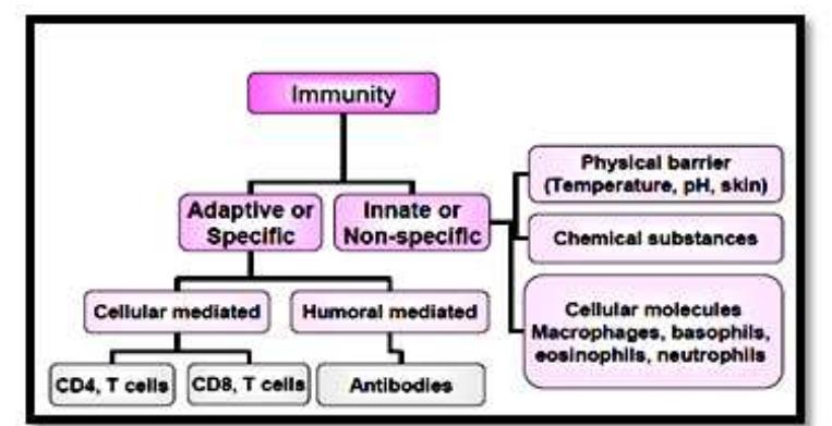 -1.a diagrammatic representation of classification of