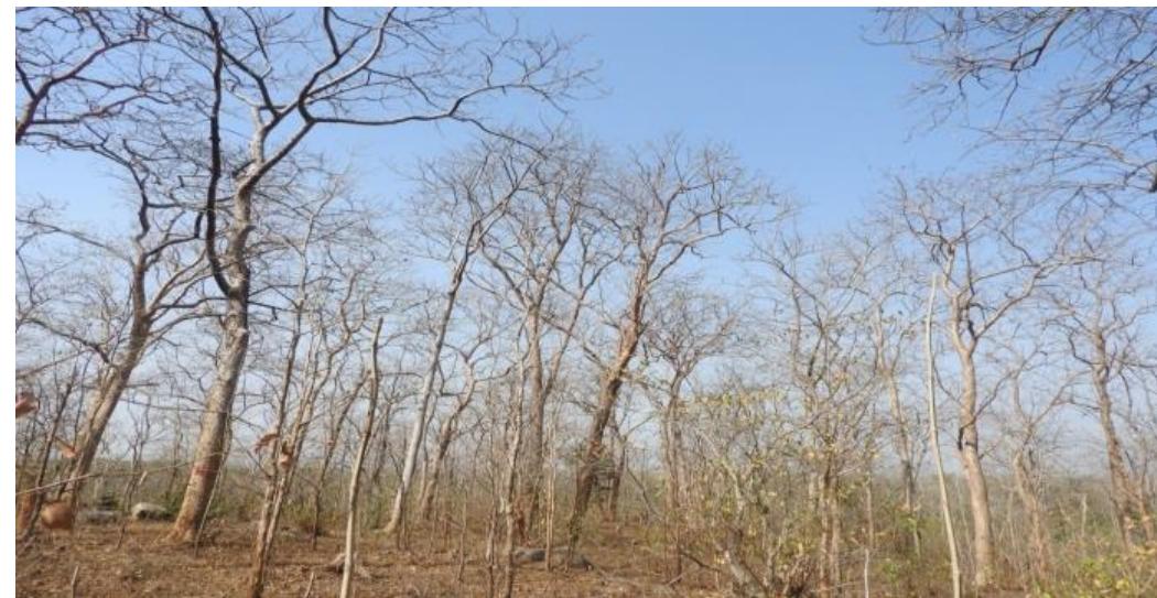Leafless l. coromandelica trees in month of may of summer
