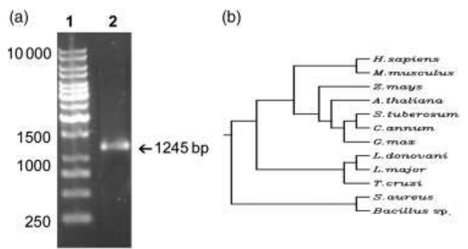 Ssn Length (a) pcr amplification of leishmania donovani ssn gene. lane