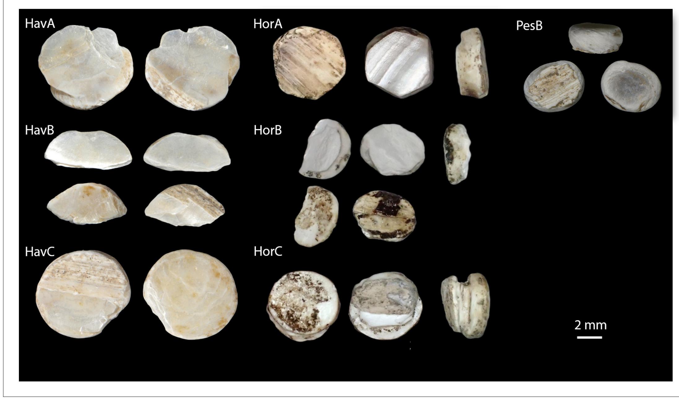 Figure 1. The double-buttons analysed in this study DOI: httos://doi.org/10.7554/eLife.45644.003  Figure 1. The double-buttons analysed in this study. 