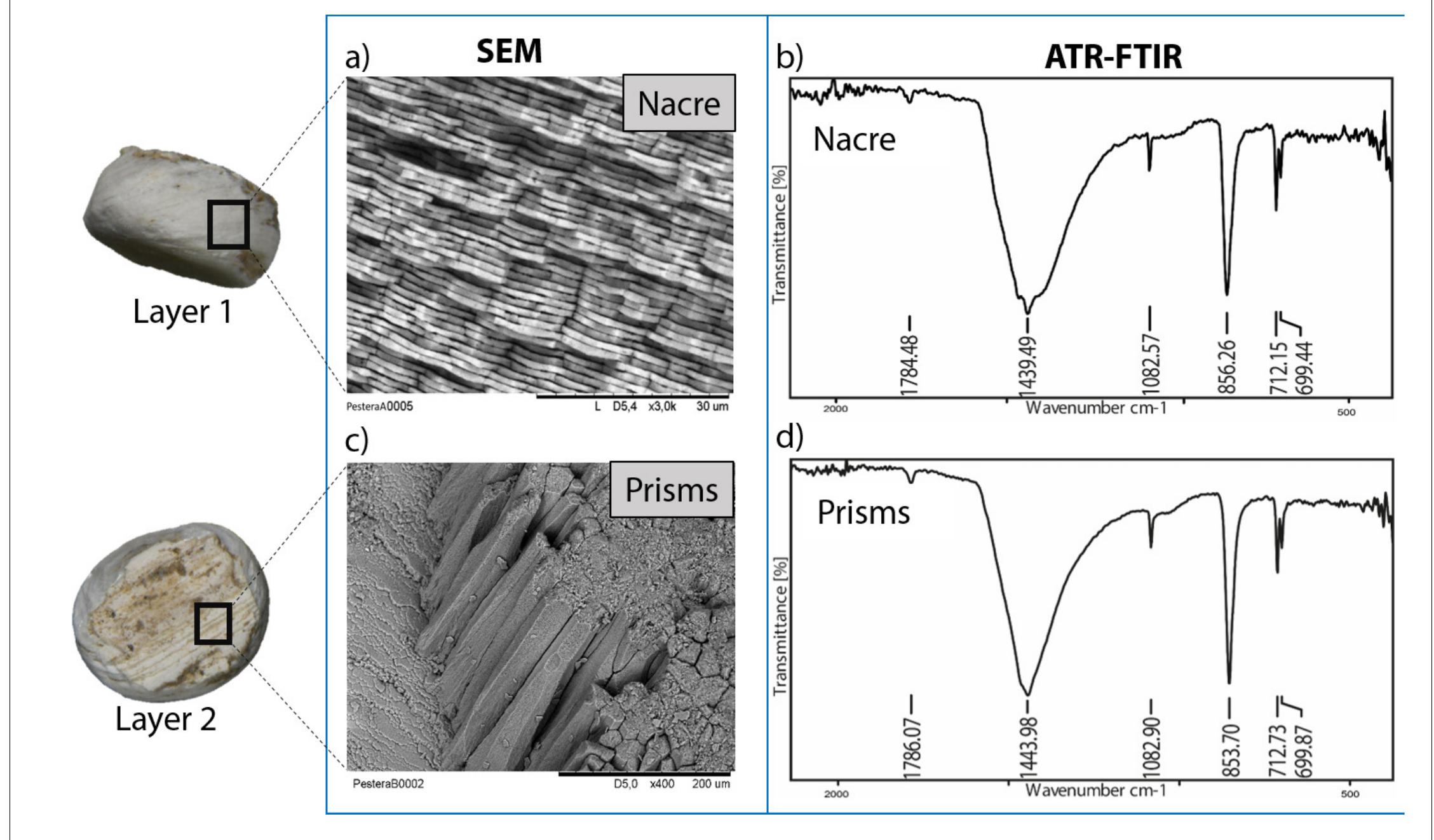 Figure 3. Microstructure (SEM) and mineralogy (FTIR-ATR) of double-buttons, showing shiny nacreous (a) and matte prismatic (c) layers, both aragoniti (b, d).  Poe a ae Pe ay oe eee CE ee tan 