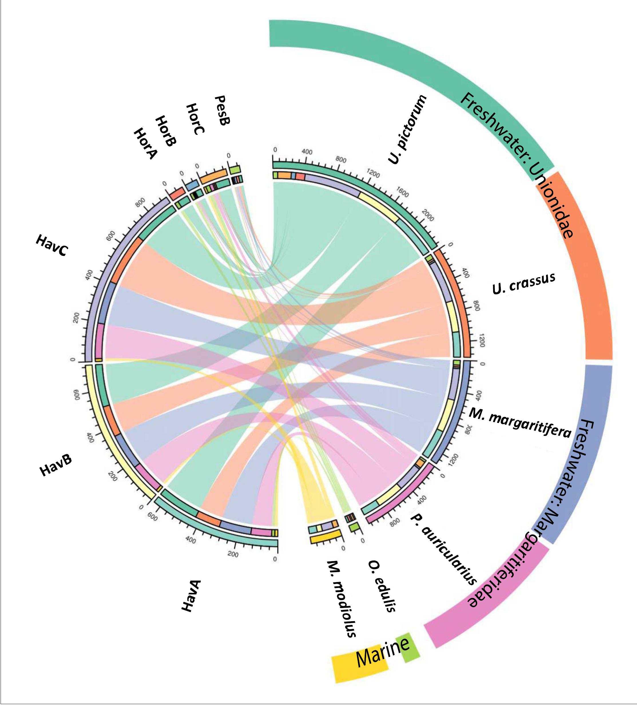 Figure 4. Circular diagram representing the similarity between the proteomes of seven double-buttons (left) and six mollusc shell taxa (right). 