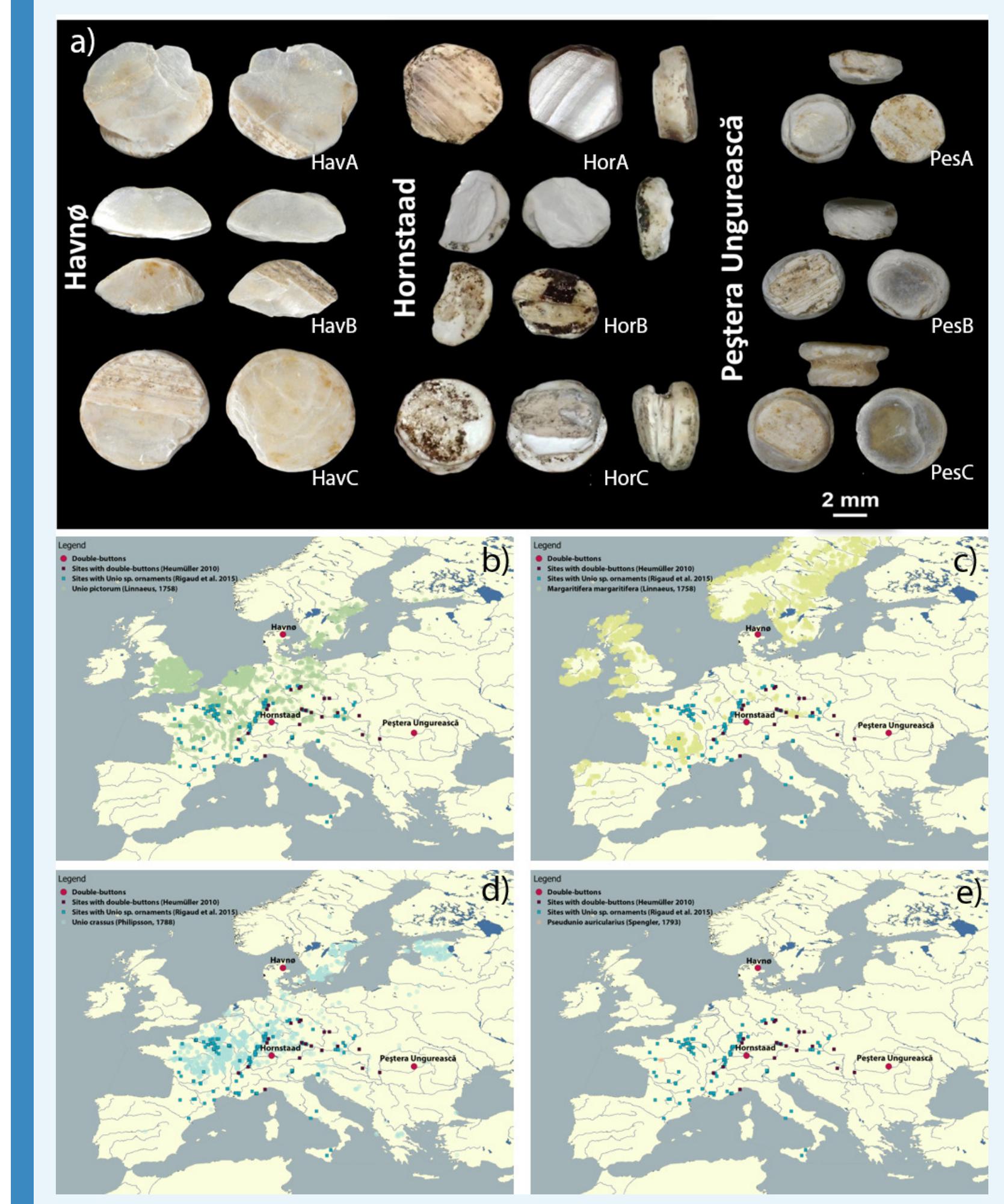 Appendix 1—figure 1. (a) Double-button samples from the archaeological sites of Havne (Denmark), Hornstaad-Hérnle IA (Germany) and Pestera Ungureasca (Romania). Findings of double-buttons and of Unio ornaments as reported in the literature, compared to the present occurrence of Unio pictorum (b), Margaritifera margaritifera (c), Unio crassus (d), Pseudunio auricularius (e) (data obtained from GBIF, the Global Biodiversity Information Facility  et al., 2018). The three sets of double-buttons (Doppelkndpfe) analysed here come from the archaeological sites of Havna (Denmark), Hornstaad-Hérnle IA (Germany) and Pestera Ungureasca (Romania) and approximately span the period between 4200 and 3800 BCE. 
