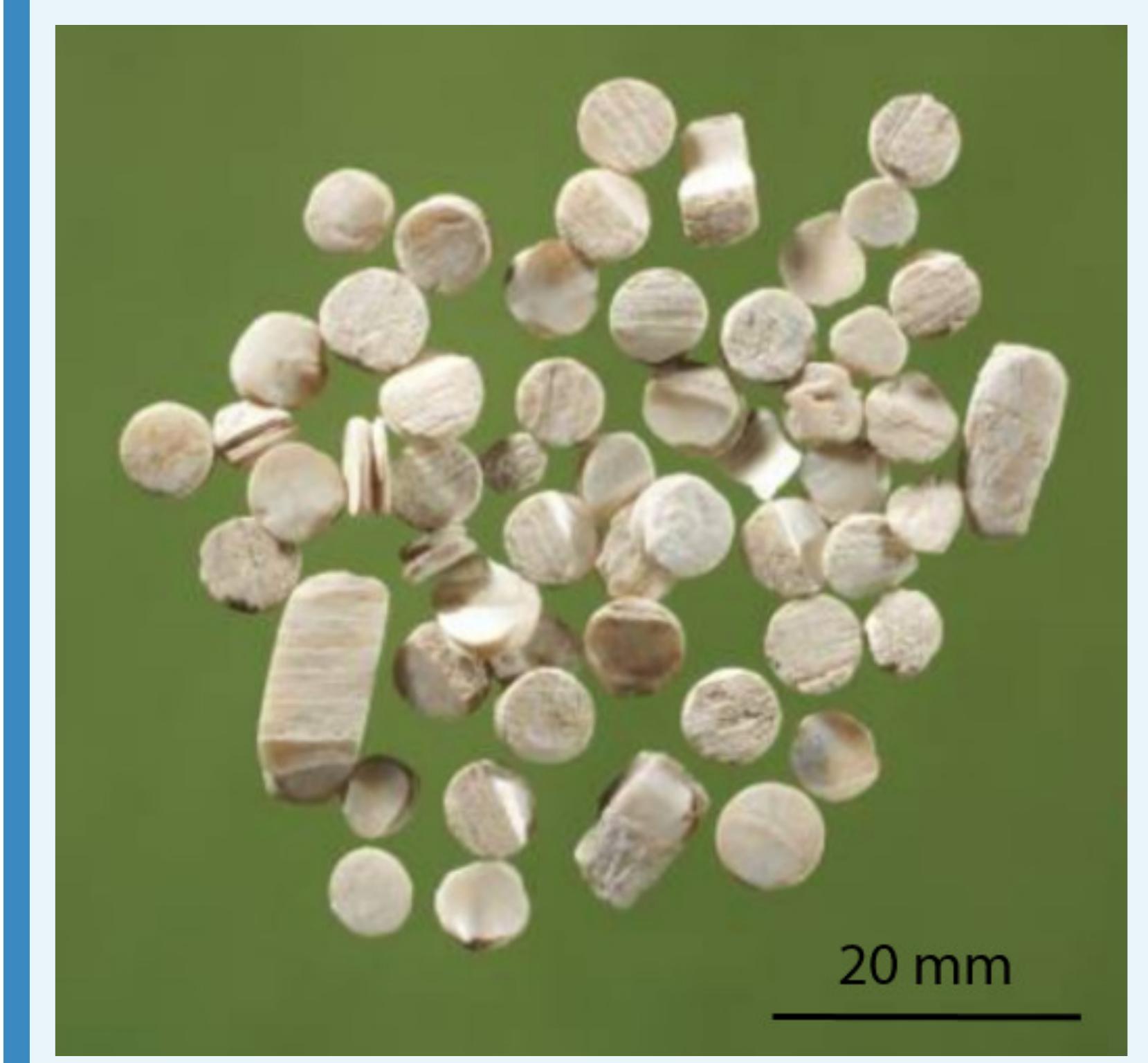 .ppendix 1—figure 2. The double-buttons from Havng. 