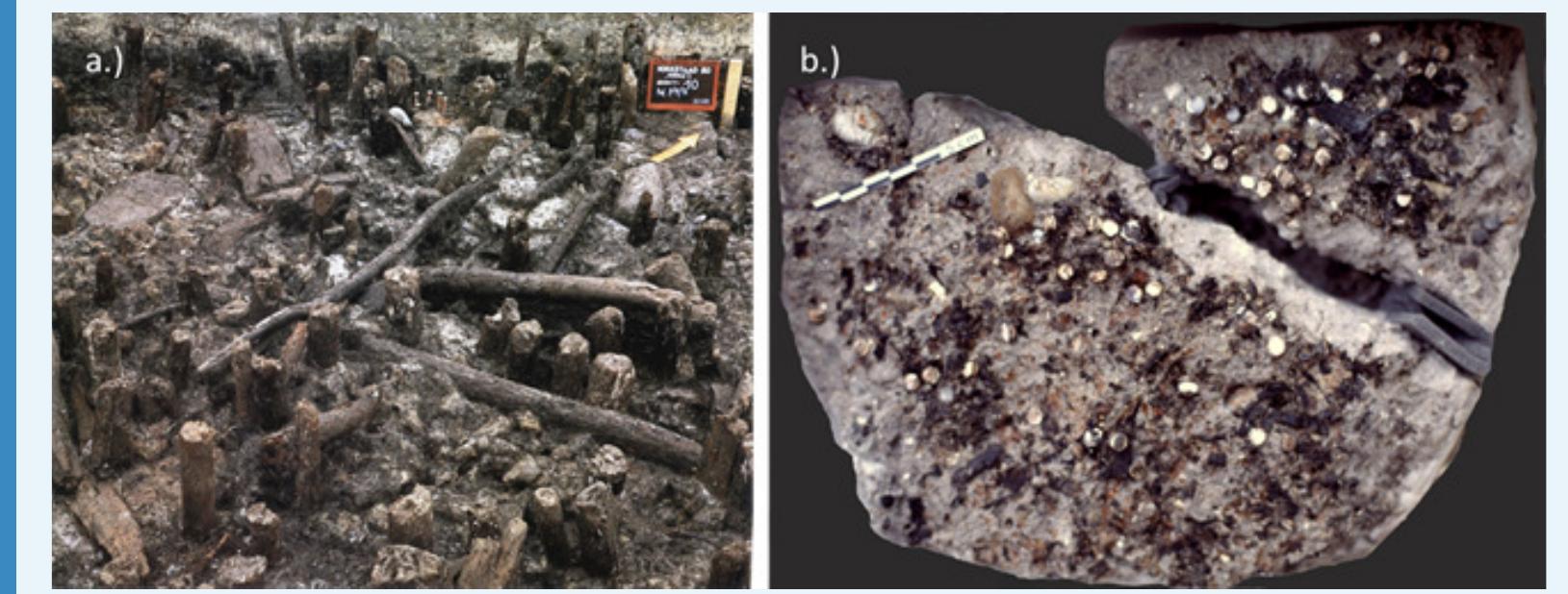 Appendix 1—figure 3. Excavations at Hornstaad D-Hérnle site (a) and the discovery of the dou. ble-buttons (b). 